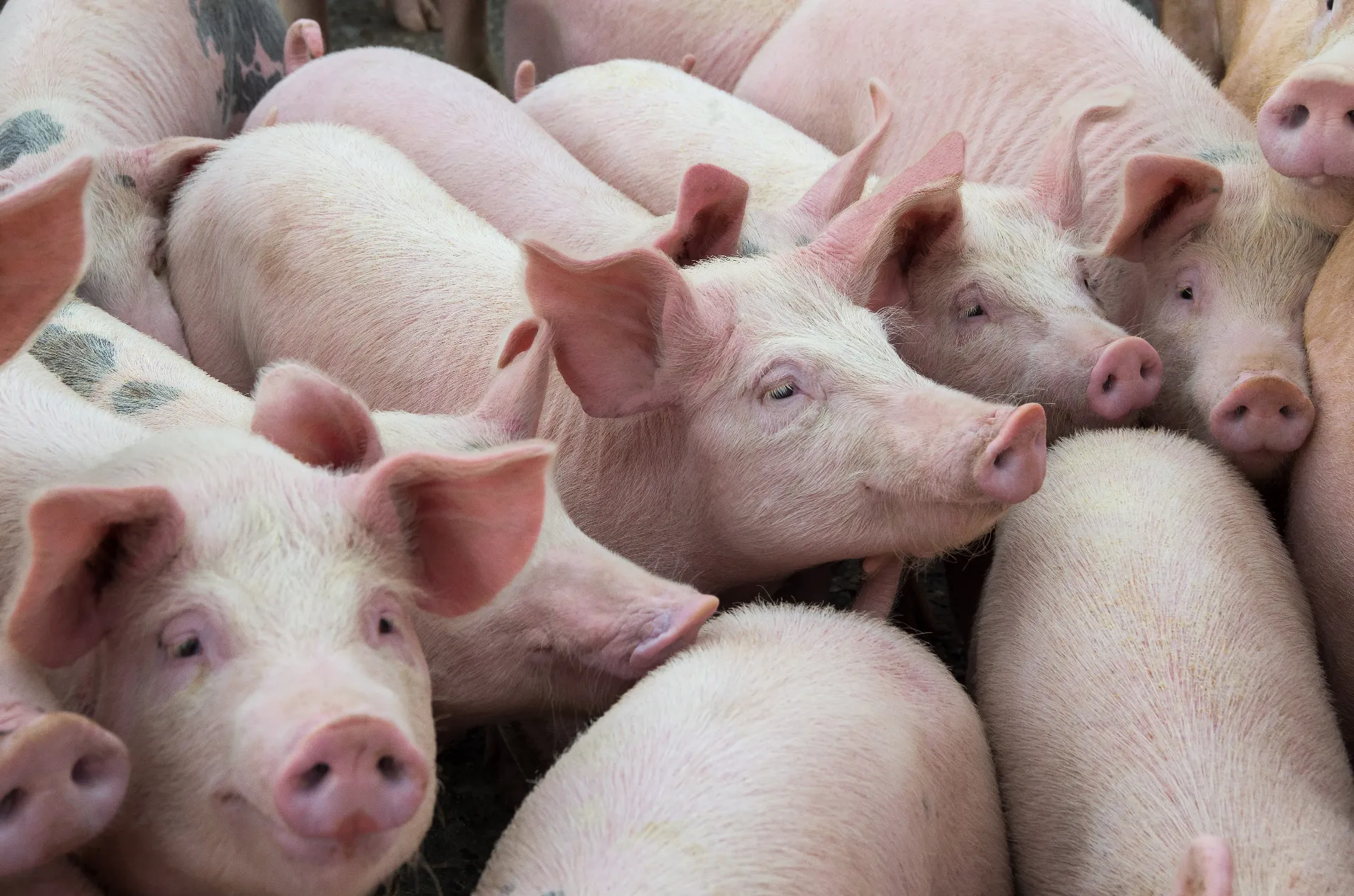 Piglets Pigs Meat