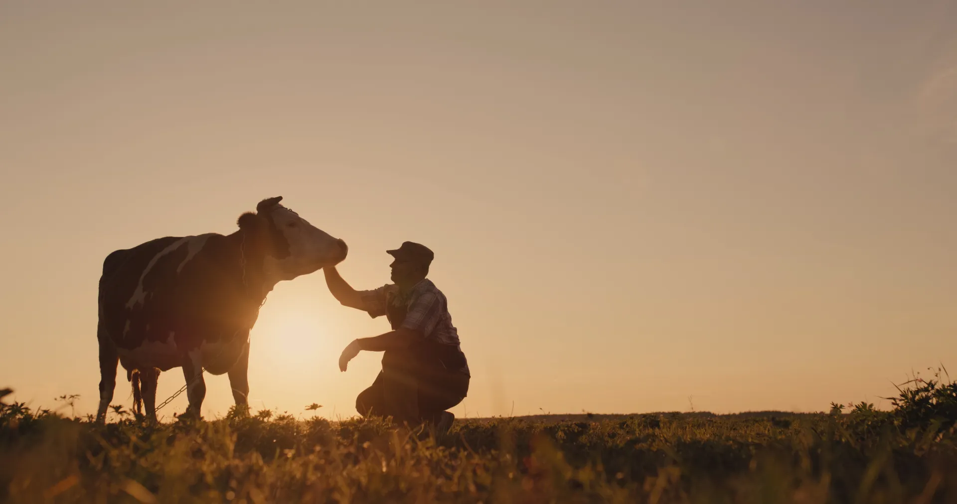 The owner is near his cow at sunset